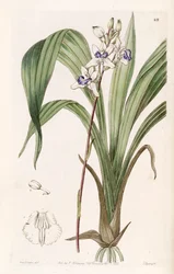 Warreella cyanea